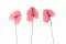 Anthurium stabilizzato Rosa (x3) 8