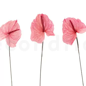 Anthurium stabilis&eacute; Rose (x3)