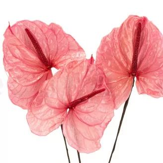 Anturio preservado Rosa (x3)