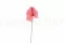 Anthurium stabilizzato Rosa (x3) 9