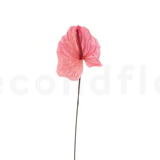 Anthurium stabilizzato Rosa (x3)