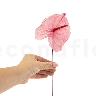 Preserved Anthurium Pink (x3)