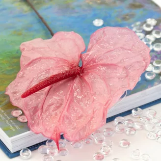 Anthurium stabilis&eacute; Rose (x3)
