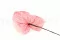 Anthurium stabilis&eacute; Rose (x3) 5