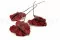 Anthurium stabilis&eacute; Rouges (x3) 5