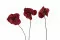 Konserviertes Anthurium Rot (x3) 9