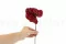 Anthurium stabilis&eacute; Rouges (x3) 7