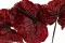 Anthurium stabilis&eacute; Rouges (x3) 2