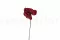 Anthurium stabilizzato Rosso (x3) 11
