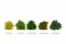Lichene stabilizzato Medium Green (Cartone Sfuso) 10