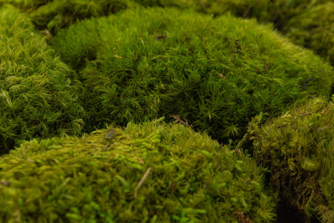 Mood Moss preservato - Scatola - Light Green
