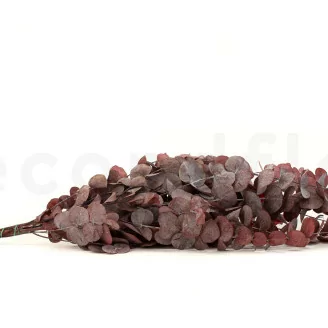 Preserved Cinerea Eucalyptus Red