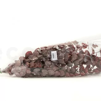 Preserved Cinerea Eucalyptus Red