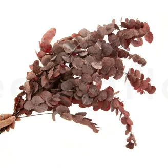 Preserved Cinerea Eucalyptus Red