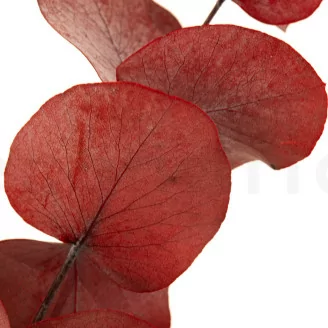 Preserved Cinerea Eucalyptus Red