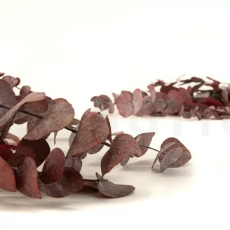 Preserved Cinerea Eucalyptus Red