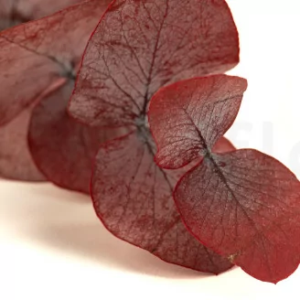 Preserved Cinerea Eucalyptus Red