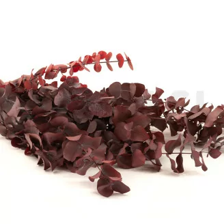 Preserved Cinerea Eucalyptus Red