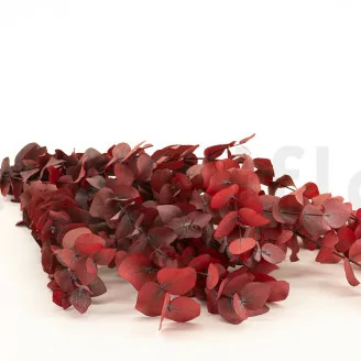 Preserved Cinerea Eucalyptus Red