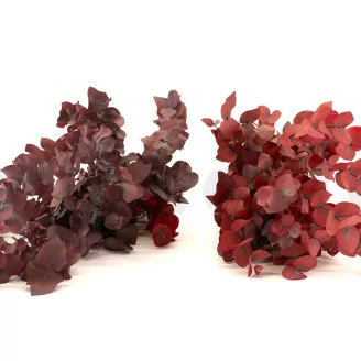 Preserved Cinerea Eucalyptus Red