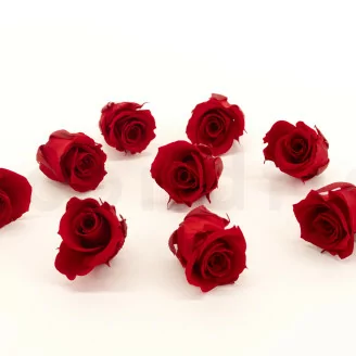Rosa stabilizzata M Rosso vivo (x9)