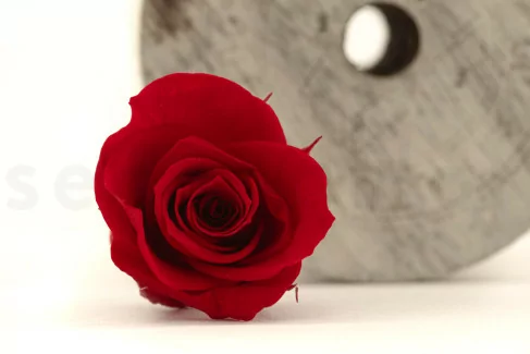 Rosa preservada Kiara M - Caja de 9 - Vibrant Red