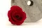 Rose stabilis&eacute;e M Rouge (x9) 1