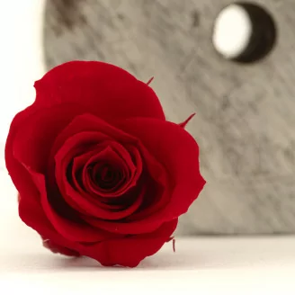 Konservierte Rose M Rot (x9)