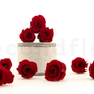Rosa stabilizzata M Rosso vivo (x9)