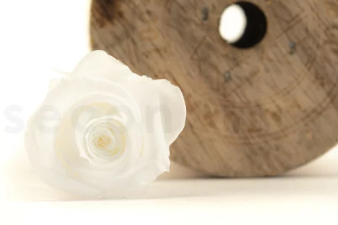 Rosa stabilizzata M Bianco (x9)