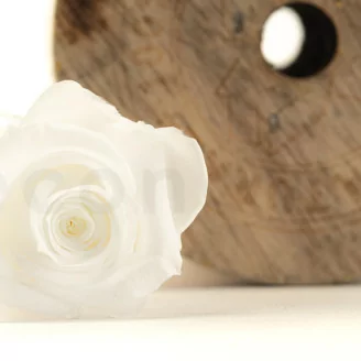 Rose stabilis&eacute;e M Blanc (x9)