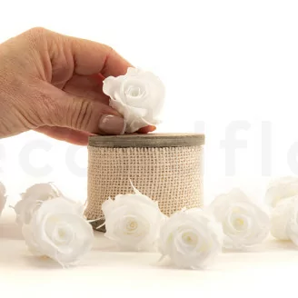 Rosa preservada M Blanco (x9)