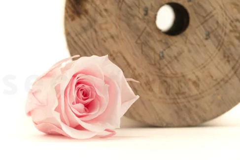 Rosa stabilizzata M Bridal Pink (x9)
