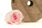 Rosa stabilizzata M Bridal Pink (x9) 1