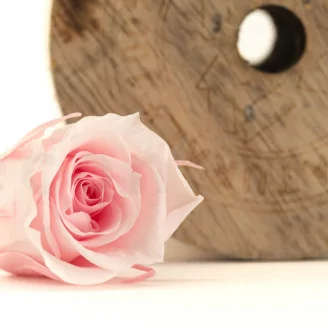 Rose stabilis&eacute;e M Bridal Pink (x9)