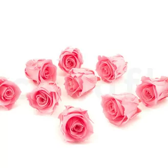 Konservierte Rose M Baby Pink (x9)