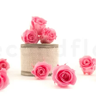 Rosa stabilizzata M Baby Pink (x9)