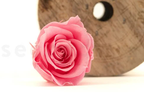 Rosa stabilizzata M Baby Pink (x9)