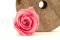 Rosa preservada M Baby Pink (x9) 1