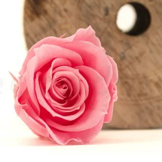 Rose stabilis&eacute;e M Baby Pink (x9)