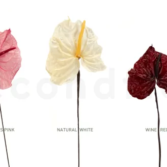 Anthurium stabilis&eacute; Rose (x3)