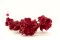 Bougainvillea essiccato Rosso 5
