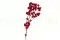 Dried Bougainvillea Red 7