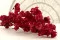 Bougainvillier s&eacute;ch&eacute; Rouge 8