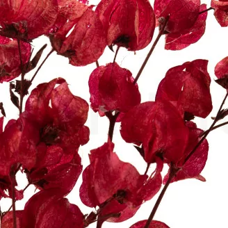 Getrocknete Bougainvillea Rot