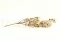 Bougainvillea seca Crema 4