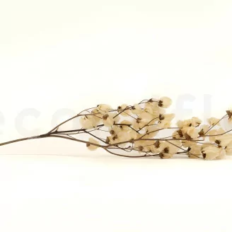 Getrocknete Bougainvillea Creme