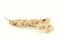 Bougainvillea essiccato Crema 5