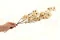 Bougainvillea essiccato Crema 6