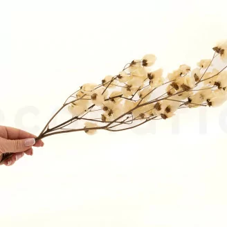 Getrocknete Bougainvillea Creme